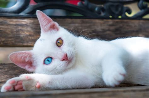 odd eyed cats
